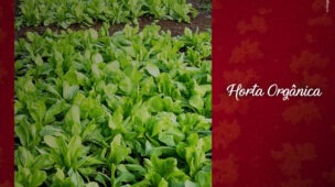 como-cultivar-horta-organica