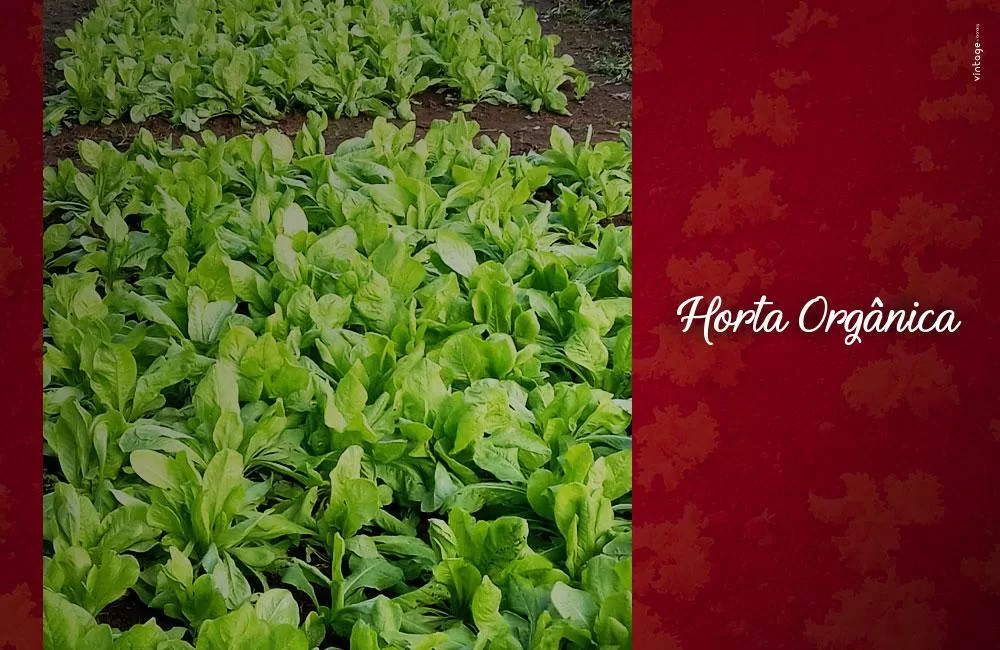 como-cultivar-horta-organica